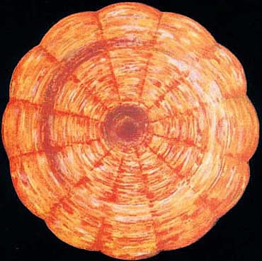 Illustratie van Wortelchakra, Muladhara