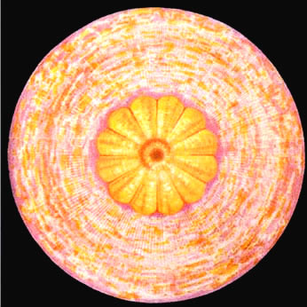 Illustratie van Kruinchakra, Sahasrara