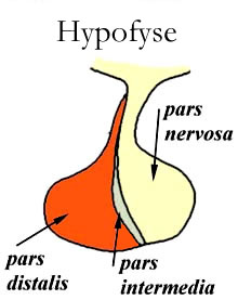 De hypofyse binnen het endocriene stelsel