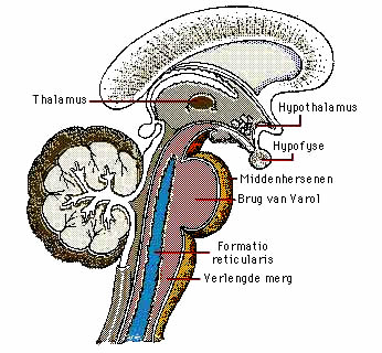 De energetische kaart van het zesde chakra