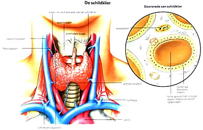 De energetische kaart van het vijfde chakra