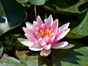 Open roze lotus als symbool van liefde en innerlijk licht