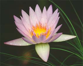 Lotusbloem als symbool voor het doorbreken van Maya