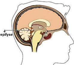Anatomische tekening van de ligging van de epifyse in de hersenen