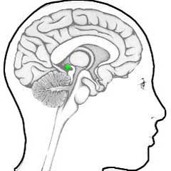 Anatomische tekening van pijnappelklier en derde oog in het hoofd
